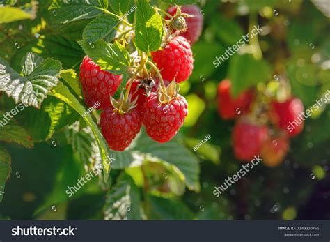 Red Raspberry Bush 的图像结果