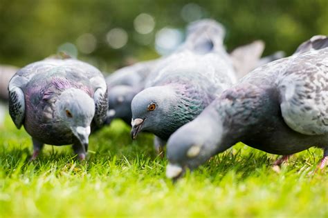 How to Identify Different Types of Pigeons and Doves