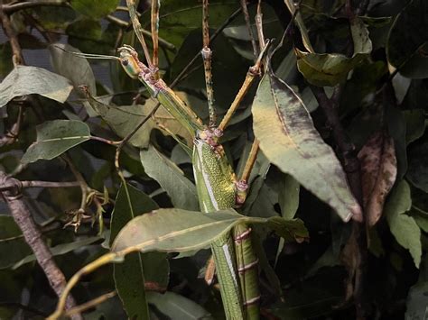 GLOW WORM TOUR - JTB (2026) All You Need to Know BEFORE You Go (with ...