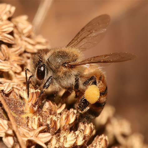 胡蜂、马蜂、黄蜂、蜜蜂的区别 - 胡蜂 - 酷蜜蜂