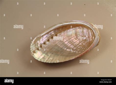 Image result for Pearly Shells Lesson