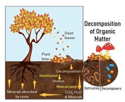 Image result for decomposition.