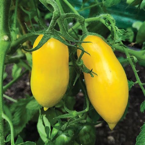 Tomato Heritage Banana Seeds – Phal Phool