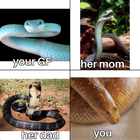 Snake Meme Names at Matilda Fraser blog