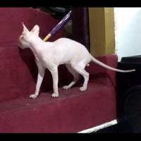 Jual Kucing Sphynx Terlengkap & Terbaik - Harga Murah Februari 2025