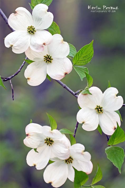 Dogwood tree flower – Artofit