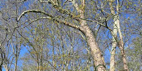 Image result for Tree Trunk White Rot