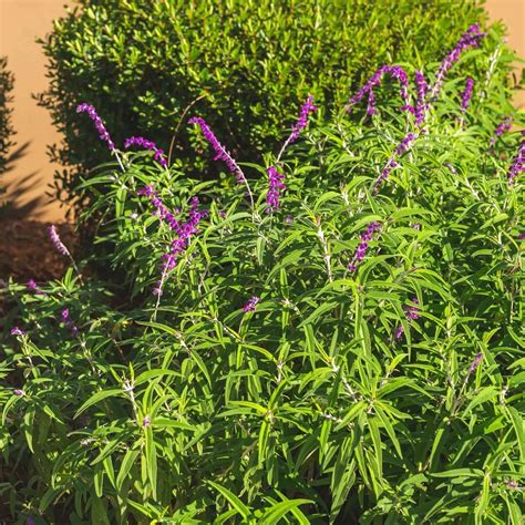 Santa Barbara Compact Mexican Sage | Plants Express