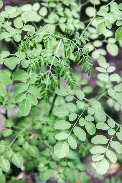 Close-up of plants | Premium Photo