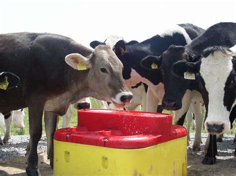 4 Best Cattle Waterers (Heated, Winter, Energy-Free, Large Herds ...