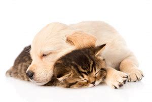 Oshi - Cute friendship (sleeping dog and cat) Paper Print - Animals ...