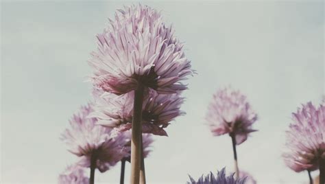 Download wallpaper 960x544 flowers, plant, bloom, stem, petals ...