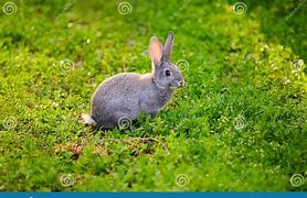 Image result for Cute Gray Baby Bunnies