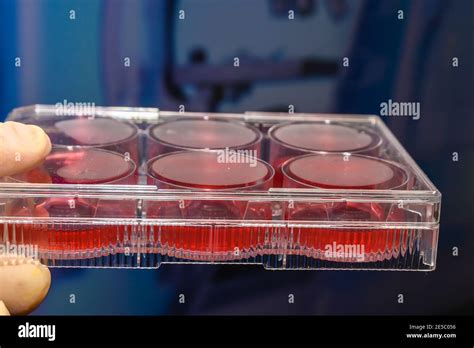 Biological Experiments 的图像结果