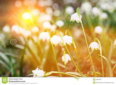 Image result for Spring Snowflake Plant