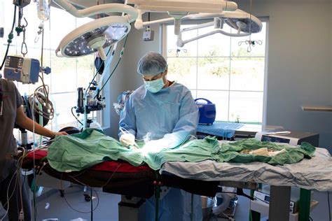 Spay & Neuter (Sterilization) | Lake Anna Veterinary Hospital