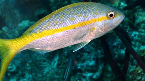Yellowtail Snapper Animal Pictures | A-Z Animals