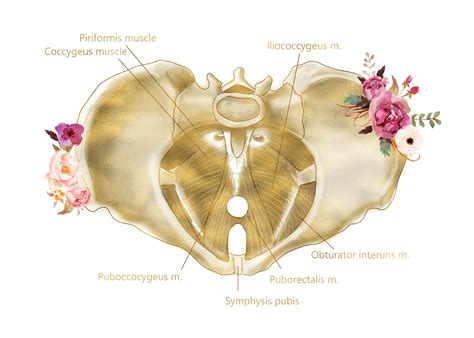 Pelvic Floor Acupuncture & Dry Needling | Box Acupuncture | San Jose, CA