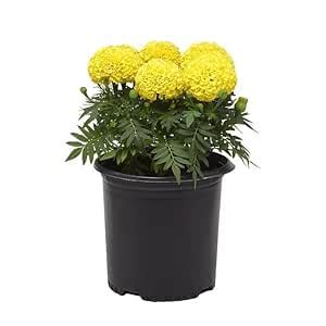 UGALOO Yellow African Marigold Live Plant Genda Hazara Plant With Pot ...