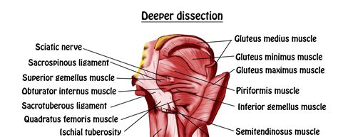 Image result for Lower Back Hip Muscles
