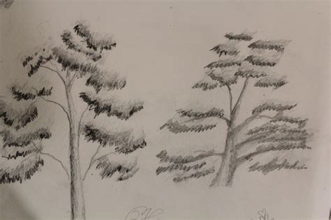Tree Drawing Shading 的图像结果