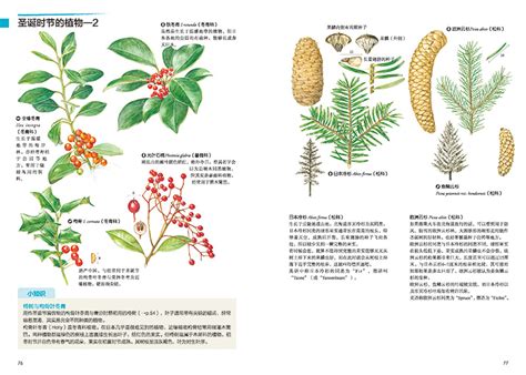 100种 常用园林植物 - 植物识别 - 景观设计网 - Powered by Discuz!