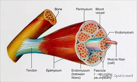 2022年中秋节后确诊横纹肌溶解症，说说我的经历体会 - 知乎