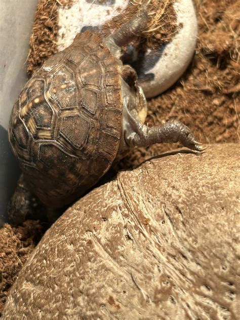 weird sleeping position : r/turtle