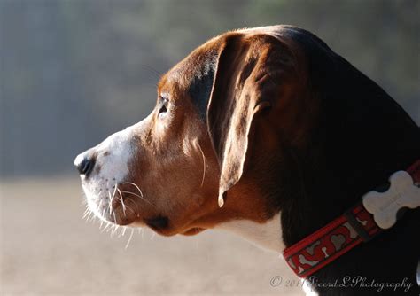 Mango the Hamiltonstövare: January 2011 | Dogs, Animal pictures, Animals