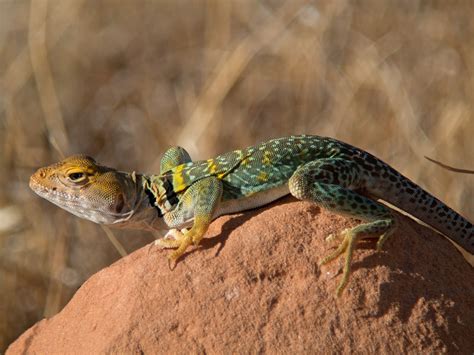 Rezultat imagine pentru Collared Lizard