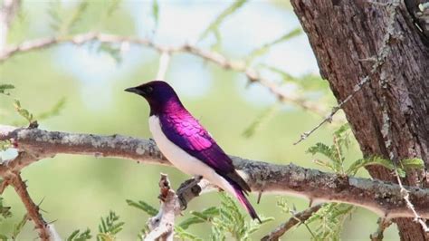 Image result for Pink Code Programming