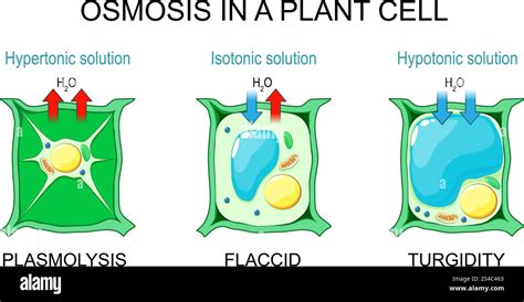 Osmosis in a plant cell. Plasmolysis in Hypertonic solution, Flaccid cell in Isotonic solution ...