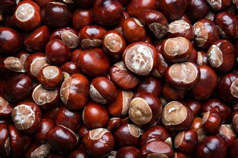 Cherokee Foodways - Tribal Foods