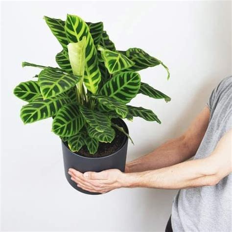 Calathea Zebrina, Zebra plant | Marantha Zebrina online Nursery Nisarga