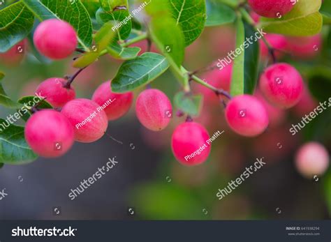 Karonda Diarrhea Sore Throat Ear Pain Stock Photo 641938294 | Shutterstock