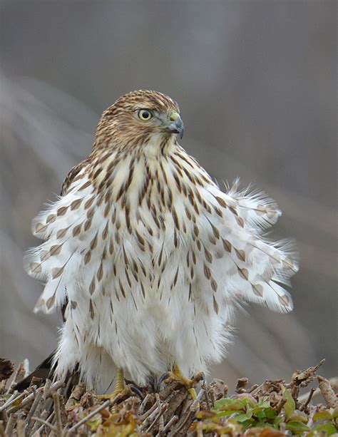 Cooper's Hawk | Audubon Field Guide