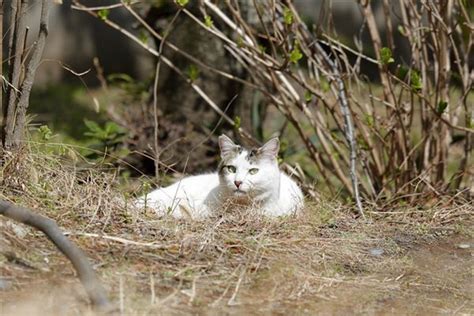 梦到一群猫_周公解梦