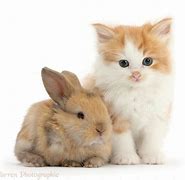 Image result for Baby Kittens and Bunnies