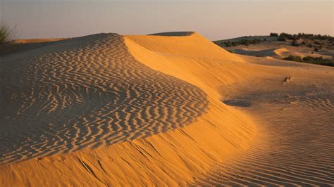 Thar Desert