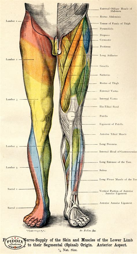 PDXC7216 -- Human Anatomy Male Lower Limb Posterior - piddix