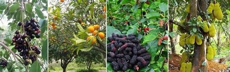 Fruit Trees | Della Luxury Projects & Products
