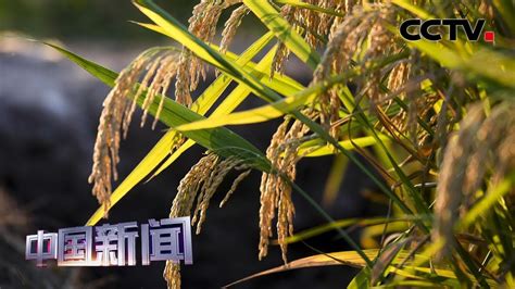 [中国新闻] 湖南衡阳：第三代杂交水稻首次测产 亩产1046.3公斤 | CCTV中文国际 - YouTube