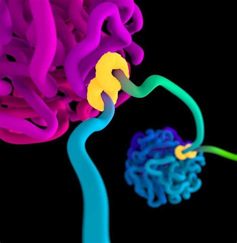 First 4D map of human genome folding created | DD News