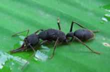 攻击在叶子的红色蚂蚁一只昆虫 库存照片. 图片 包括有 小组, 工作, 被照顾的, 自然, 环境, 关闭 - 30819170