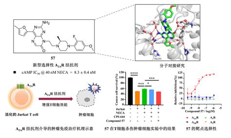 药学院王永辉研究员课题组在抗肿瘤腺苷A2A受体拮抗剂方面取得新进展