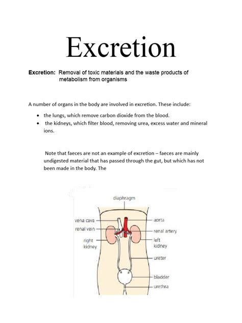 Image result for Chapter 12 Excretion
