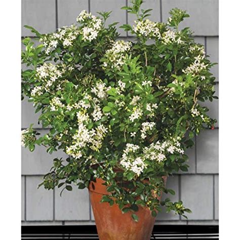 Creative Farmer Flower Live Plant Murrayya Exotica Murraya Mini Indoor ...