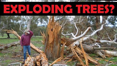 Exploding Trees Video 的图像结果