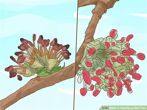 Identify Elm Tree 的图像结果