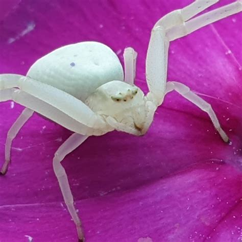 White Crab Spider Poisonous